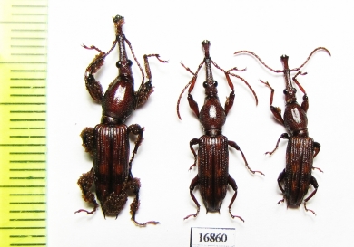 Brentidae sp.  Indonesia, Papua - INSECTS-STORE.RU