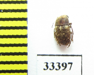 Anthribidae sp.  Sri Lanka - INSECTS-STORE.RU