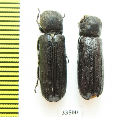 Bostrichidae sp.  Botswana - INSECTS-STORE.RU