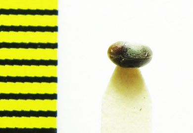 Dorcatoma sp.?  India, Rajasthan - INSECTS-STORE.RU