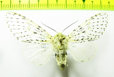 Erebidae sp.  Bolivia - INSECTS-STORE.RU