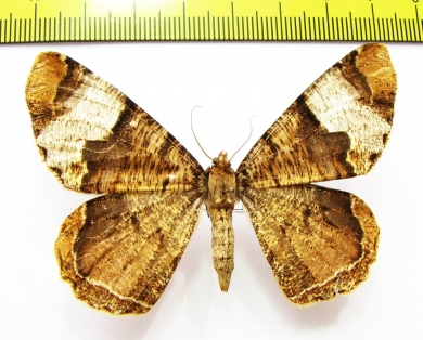 Geometridae sp.  Nepal - INSECTS-STORE.RU