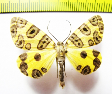 Pantherodes conglomerata  Peru - INSECTS-STORE.RU