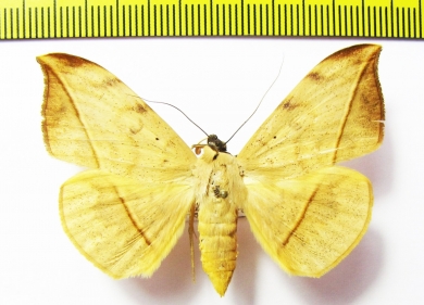 Noctuidae sp.  Philippines - INSECTS-STORE.RU