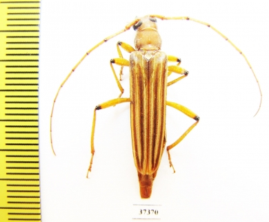 Malacopterus sp.  Ecuador - INSECTS-STORE.RU