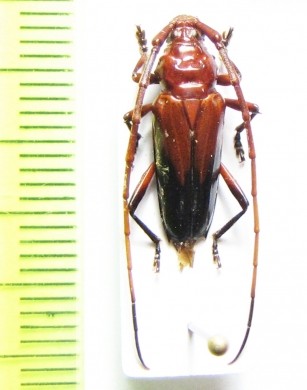 Oxymeru basalis  Brasilia - INSECTS-STORE.RU