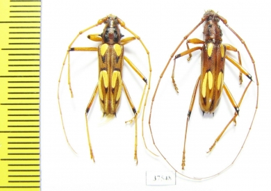 Cerambycidae sp.  Mexico - INSECTS-STORE.RU