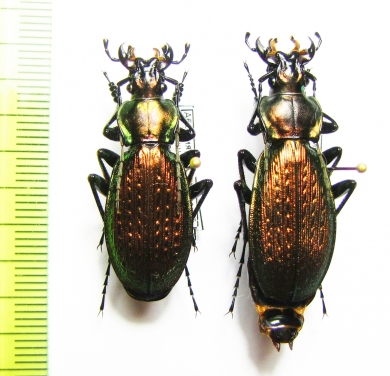 Carabus (Archiplectes) apollo apollo, pair  Abkhazia - INSECTS-STORE.RU