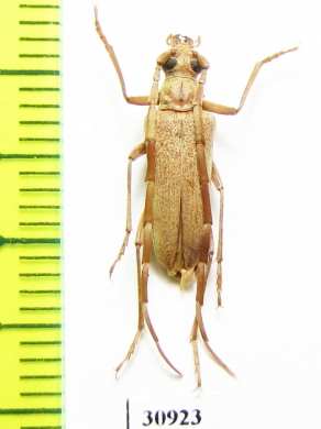 Apatophysis serricornis  Mongolia - INSECTS-STORE.RU