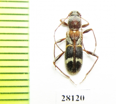 Cleroclytus semirufus  Uzbekistan - INSECTS-STORE.RU