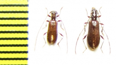 Obrium obscuripenne, pair  Russia, Far East - INSECTS-STORE.RU