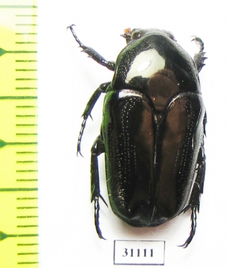 Thaumastopeus inexpectatus  Philippines - INSECTS-STORE.RU