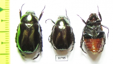 Rutelinae sp.  Nepal - INSECTS-STORE.RU