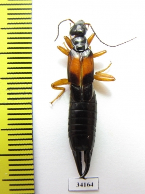 Dermaptera sp.  Ecuador - INSECTS-STORE.RU