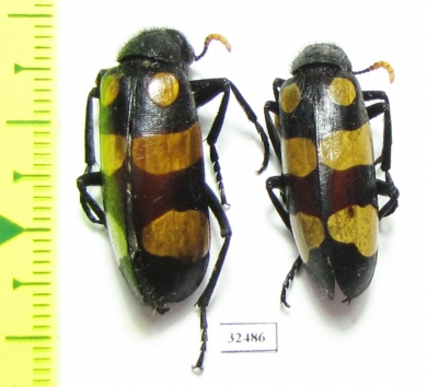 Meloidae sp.  South Africa Rep. - INSECTS-STORE.RU