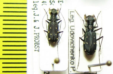 Cylindera sp.  Nepal - INSECTS-STORE.RU