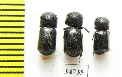 Bostrichidae sp.  Ethiopia - INSECTS-STORE.RU