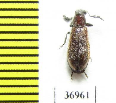 Cleridae sp.  South Africa Rep. - INSECTS-STORE.RU