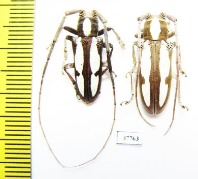 Prosopocera sp., pair  South Africa Rep. - INSECTS-STORE.RU