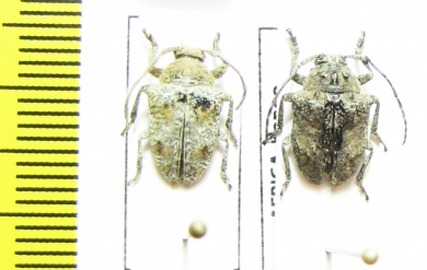 Cerambycidae sp.  Congo - INSECTS-STORE.RU