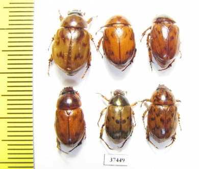 Cyclocephala sp.  Peru - INSECTS-STORE.RU