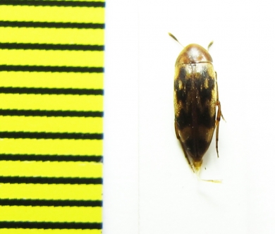 Orchesia undulata  Belorussia - INSECTS-STORE.RU