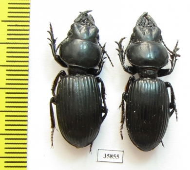 Carabidae sp.  Tanzania - INSECTS-STORE.RU