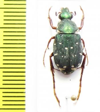 Tibiotrichius vietnamensis  Laos - INSECTS-STORE.RU