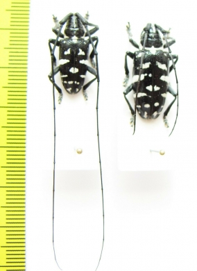 Agnia eximia, pair  Indonesia, Java - INSECTS-STORE.RU