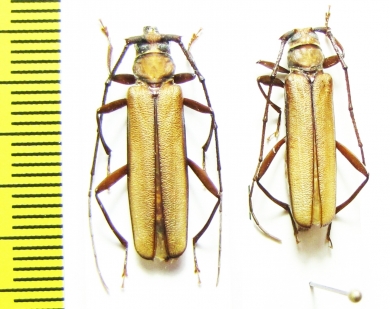 Xystrocera sp.  Indonesia, Papua - INSECTS-STORE.RU