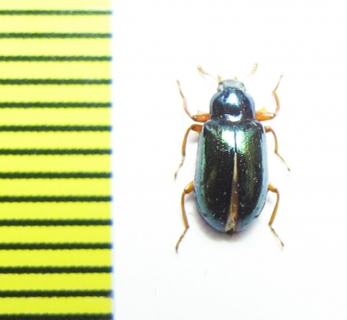 Tenebrionidae sp.  Malaysia - INSECTS-STORE.RU