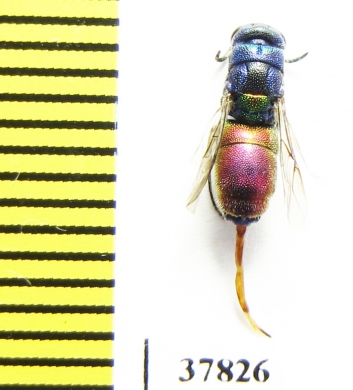 Chrysididae sp.  Kazakhstan - INSECTS-STORE.RU