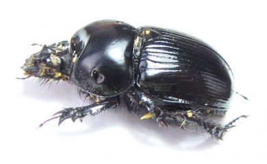 Megatrupes cavicollis  Mexico - INSECTS-STORE.RU