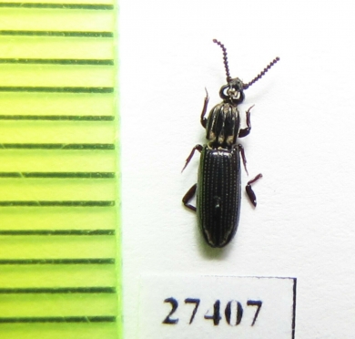 Omoglymmius lindrothi  Solomon isls. - INSECTS-STORE.RU