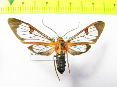 Erebidae sp.  Bolivia - INSECTS-STORE.RU