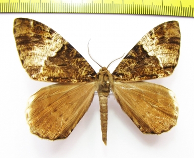 Geometridae sp.  Nepal - INSECTS-STORE.RU