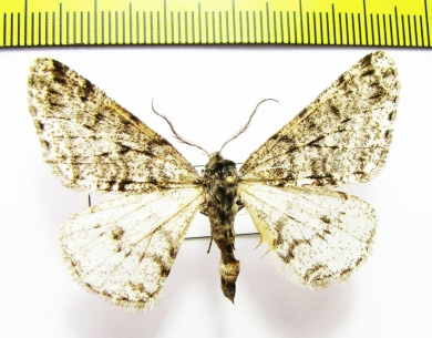 Phigalia djakonovi  Russia, Far East - INSECTS-STORE.RU