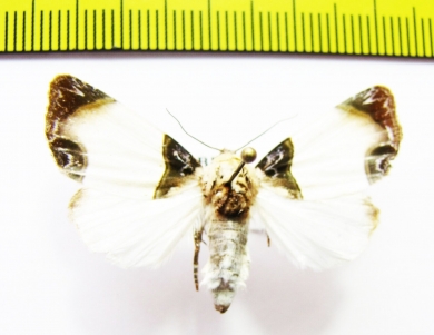 Noctuidae sp.  Russia, Far East - INSECTS-STORE.RU