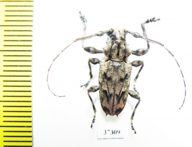 Cerambycidae sp.  Ecuador - INSECTS-STORE.RU