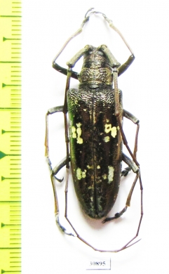 Cerambycidae sp.  Peru - INSECTS-STORE.RU