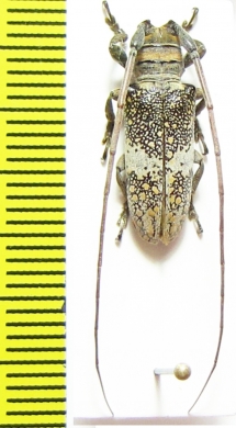 Oncideres miniata  Brasilia - INSECTS-STORE.RU