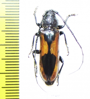 Cerambycidae sp.  Mexico - INSECTS-STORE.RU