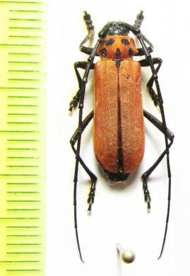 Purpuricenus temmincki  China - INSECTS-STORE.RU