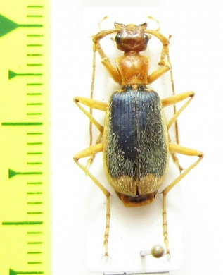 Carabidae sp.  Ecuador - INSECTS-STORE.RU
