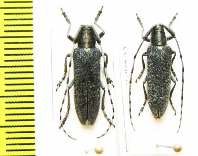 Agapanthia turanica  Kazakhstan - INSECTS-STORE.RU