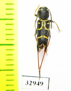 Clytus rhamni  Russia, Voronezh reg. - INSECTS-STORE.RU