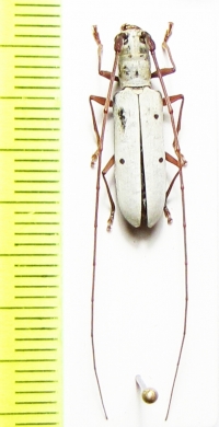 Olenecamptus riparius  Russia, Far East - INSECTS-STORE.RU