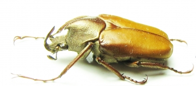 Theodosia maindoroni kaorui  Indonesia, Sumatra - INSECTS-STORE.RU