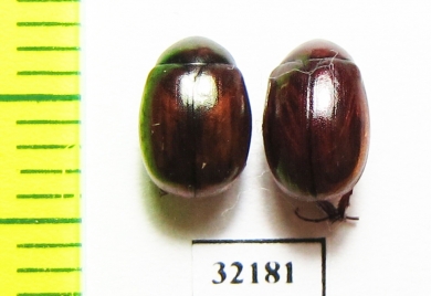 Melolonthinae sp.  South Africa Rep. - INSECTS-STORE.RU