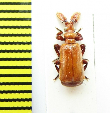 Paussinae sp.  Senegal - INSECTS-STORE.RU